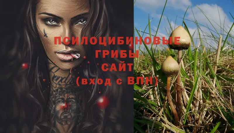 цена   Гурьевск  Псилоцибиновые грибы Psilocybe 